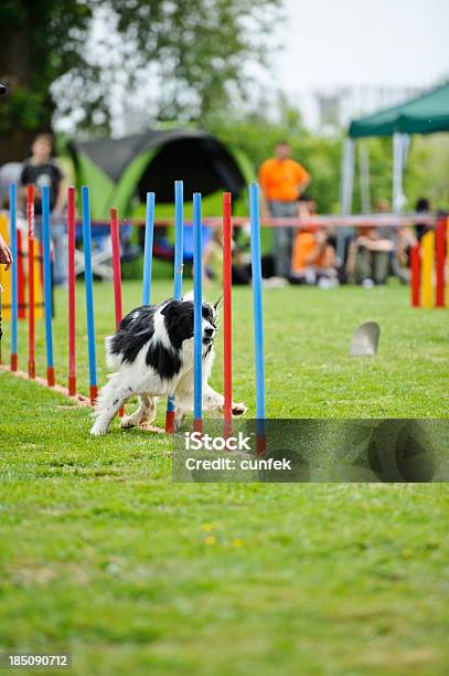 Photo libre de droit de Agilité De Slalom banque d'images et plus d'images libres de droit de Agility - Sport canin - Agility - Sport canin, Agilité, Animaux de compagnie