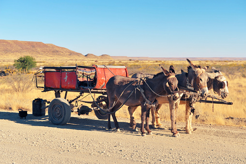 Cart pulled by three donkeys standing along the dirt road in Namibia.