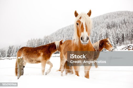 istock Horses in white winter landscape 185090966