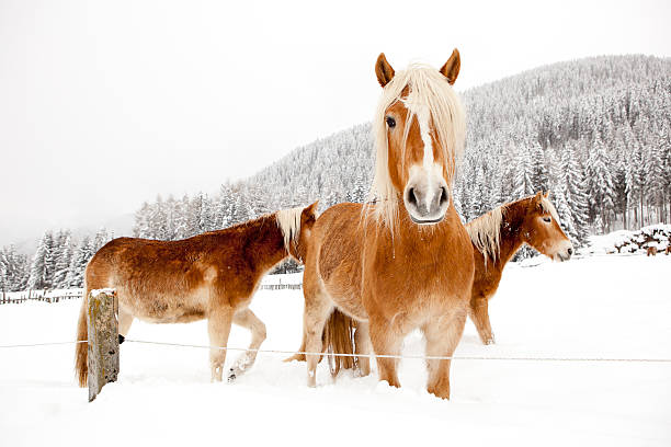 cavalos na paisagem do inverno branco - winter snow livestock horse imagens e fotografias de stock