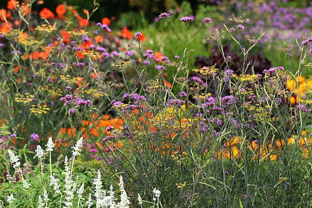 istock Herb and flower garden 185091033