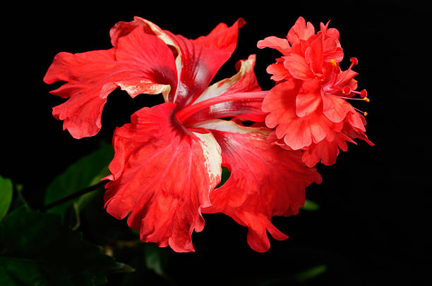 Withered hibiscus in dark background