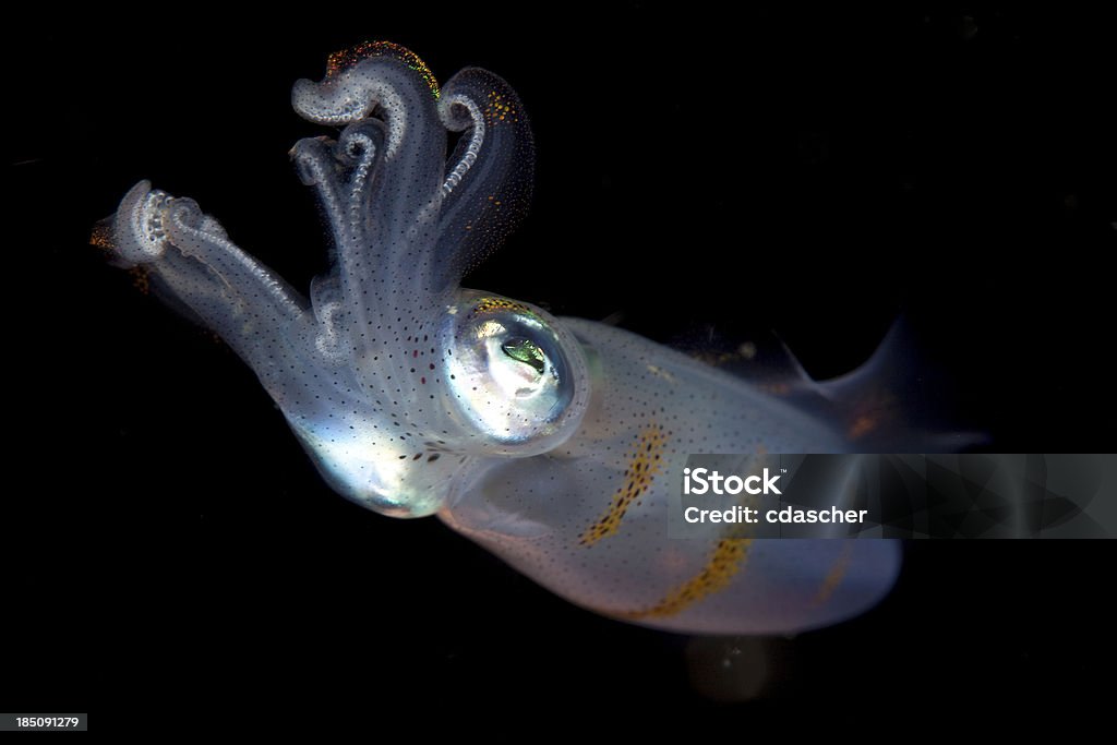 Squid Juvenile squid photographed at night in waters of Raja Ampat, Indonesia. Squid Stock Photo