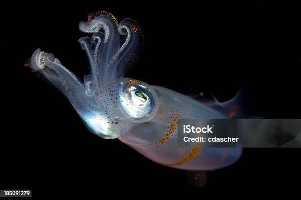 Squid Stock Photo - Download Image Now - Squid, Sea, Underwater
