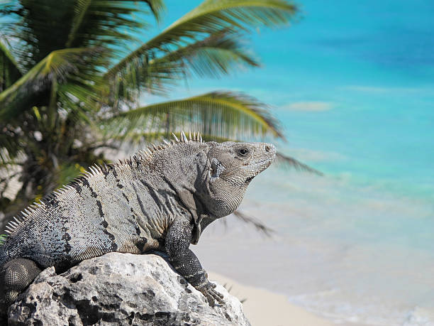 istock Cute iguana surveys the Caribbean Sea 185091385