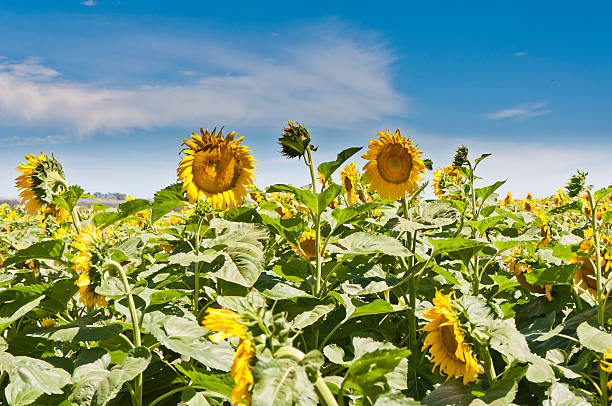 Sunflowers - fotografia de stock