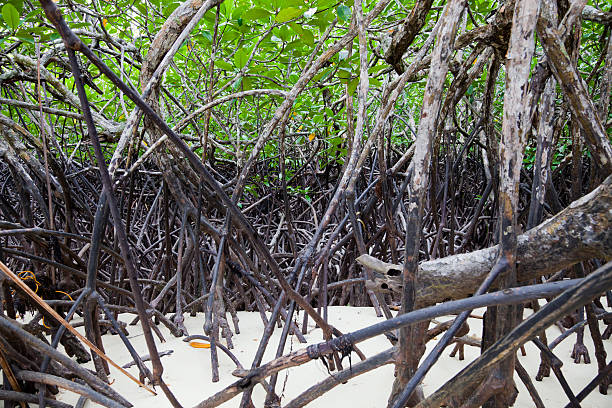 istock Mangrove on tropical island, Philippines 185091633