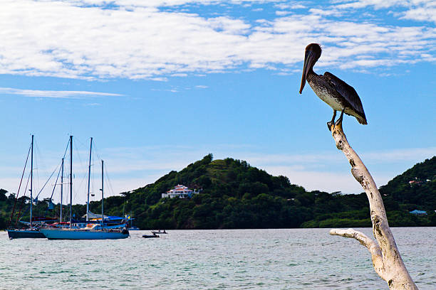 istock Pelican on Sandy Island, Grenada 185091700