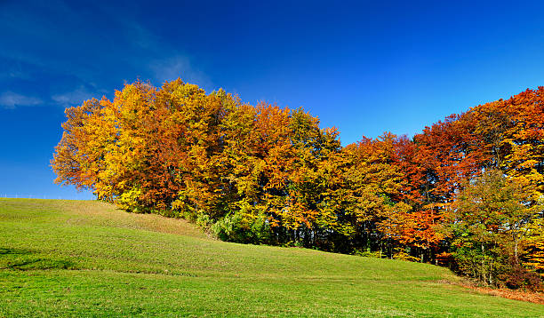 istock Forest of Deciduous Trees and Meadow in Colourful Autumn Landscape 185091707
