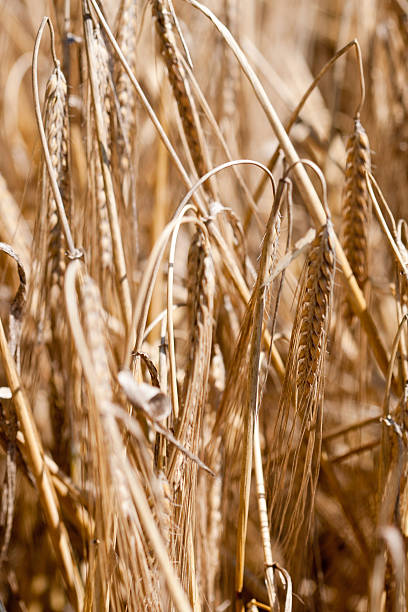 위트 - wheat whole wheat close up corn on the cob 뉴스 사진 이미지