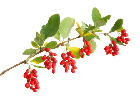 Isolated barberry branch[B]more >