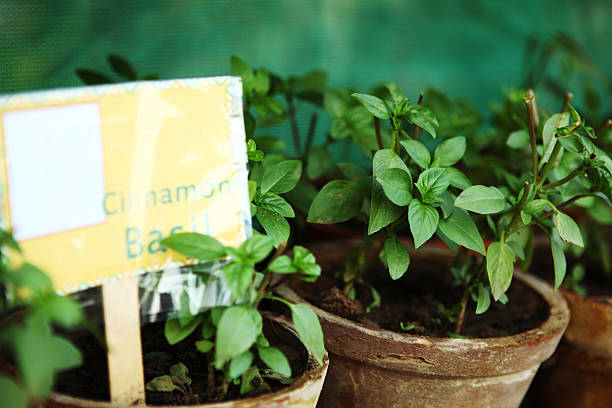 Green leaves and small flowers of Ocimum tenuiflorum or Ocimum sanctum (Holy basil, Thai basil, tulsi) ,Tulsi leaves background.