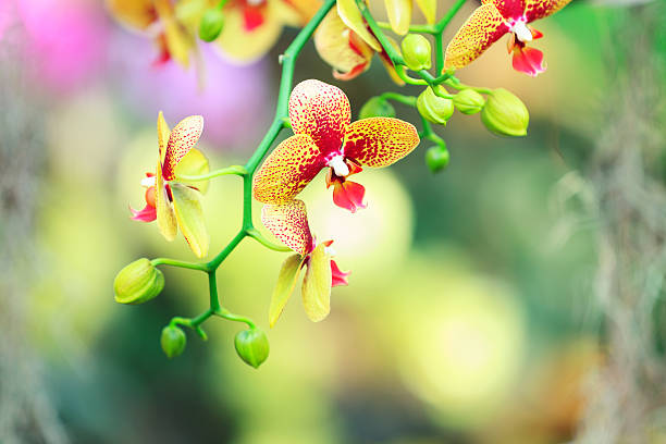 orchidea gialla - dendrobium tropical flower front view plant foto e immagini stock