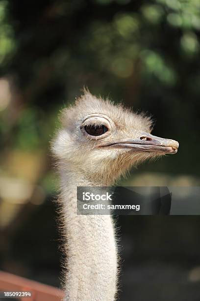 Struzzo - Fotografie stock e altre immagini di Ambientazione esterna - Ambientazione esterna, Animale, Animale selvatico