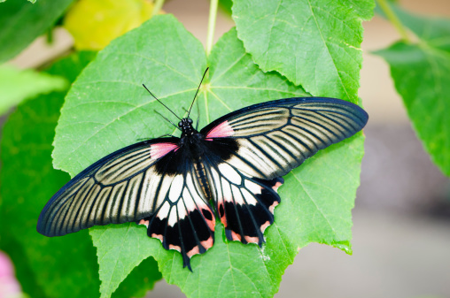 Great Mormon butterfly (female)  (Papilio memnon)