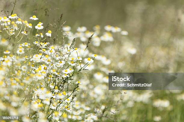 Photo libre de droit de Blooming Prairie Dété Avec Camomille Matricaria Recutita banque d'images et plus d'images libres de droit de Beauté