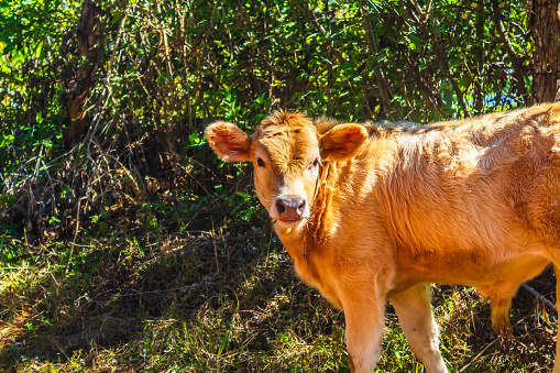 Vaca lechera y de carne en campo en tepetiltic nayarit