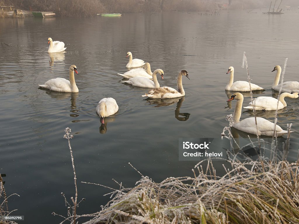 Swans in inverno - Foto stock royalty-free di Acqua