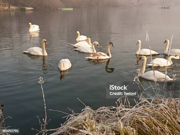 Swans In Inverno - Fotografie stock e altre immagini di Acqua - Acqua, Albero, Ambientazione esterna