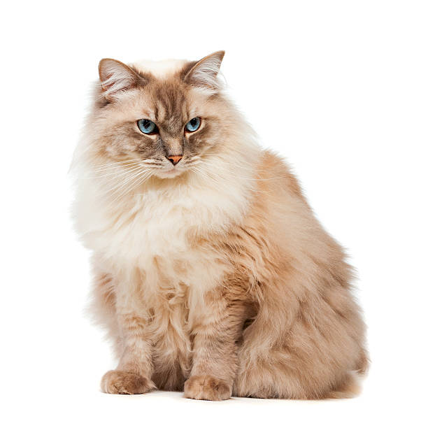 istock Studio Shot of Ragdoll Cat 185092917