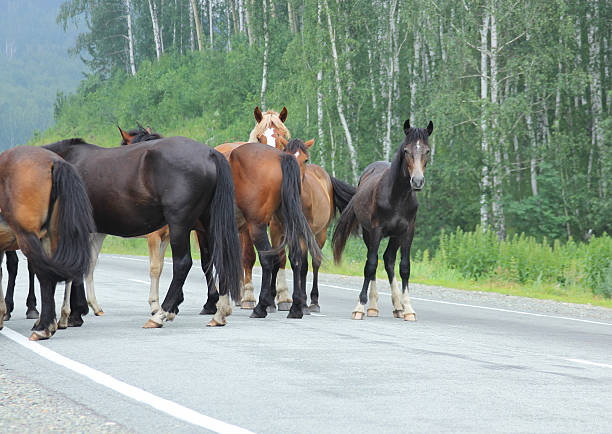 istock Herd of horses 185092945