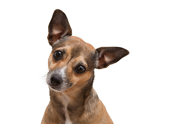 mignon chiot - dog chihuahua pampered pets pets photos et images de collection