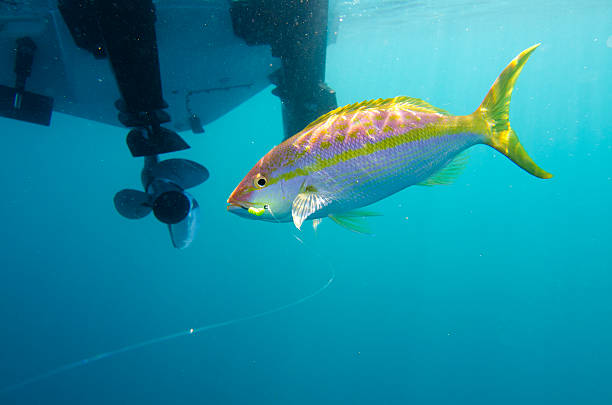 Fishing for Yellowtail stock photo