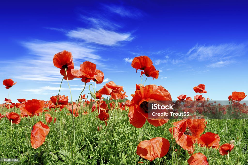 Poppies on green field - Foto de stock de Amapola - Planta libre de derechos