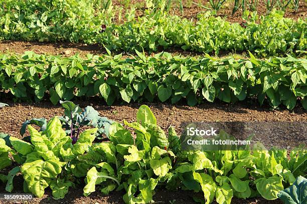 Foto de Big Horta e mais fotos de stock de Agricultura - Agricultura, Alface, Alface Americana