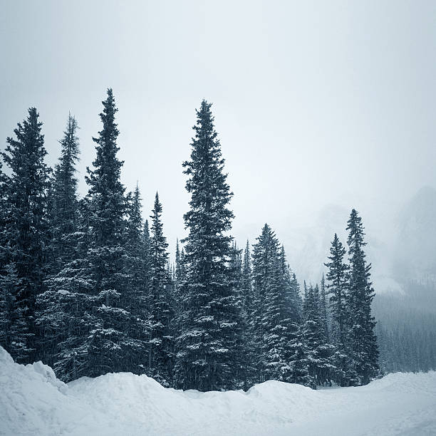 lake louise banff winter scene "lake louise in banff national park, alberta -canadawinter scene, snowing over pine trees." ca04 stock pictures, royalty-free photos & images