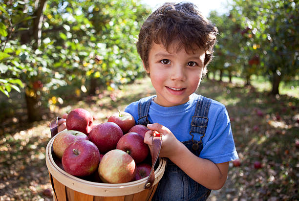 ragazzo nel frutteto con cesto di mele appena scelto. - orchard child crop little boys foto e immagini stock