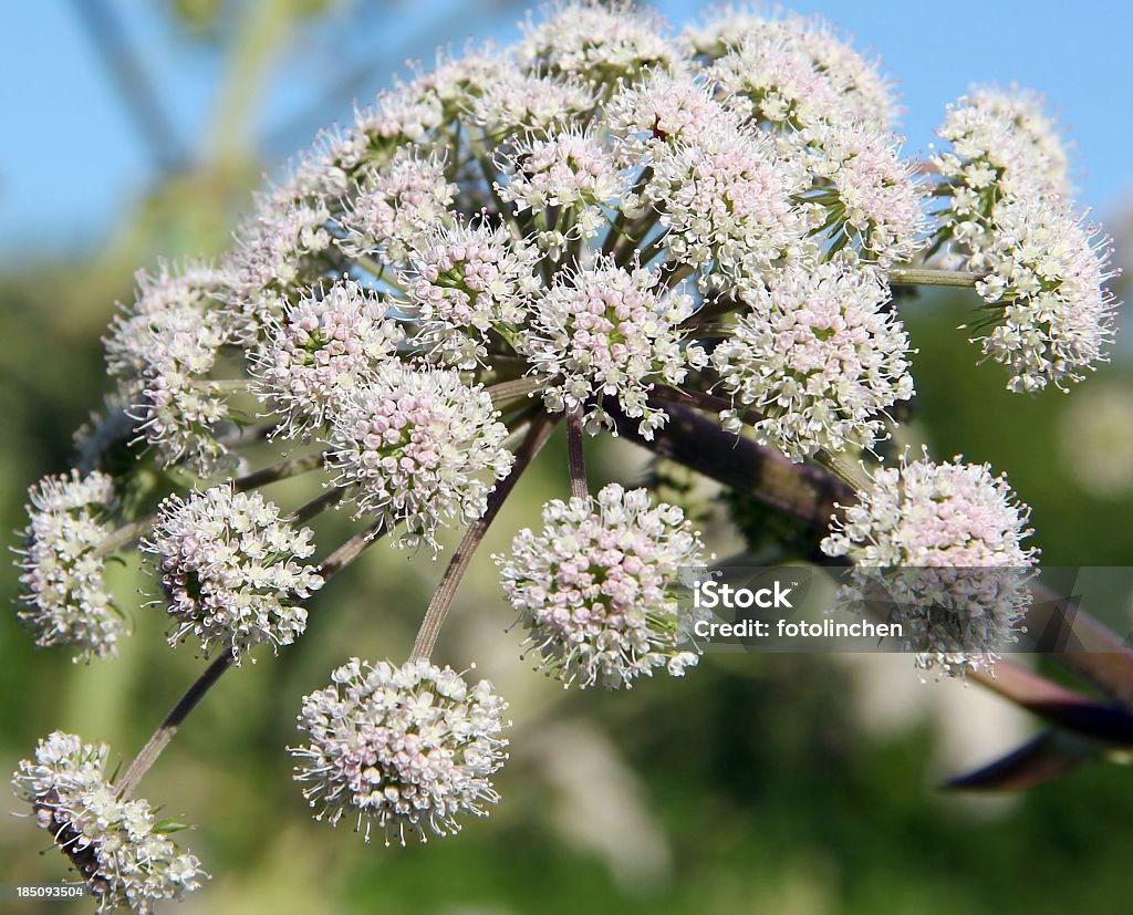 Valerian - Lizenzfrei Baldrian Stock-Foto