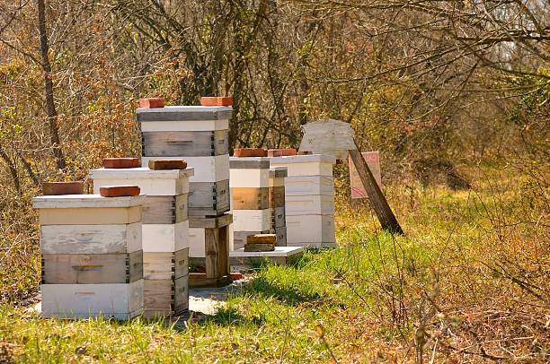 istock Lilypons Bee Hives In Woods 185093626