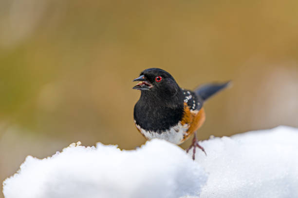 istock Spotted towhee in snow 1850936923