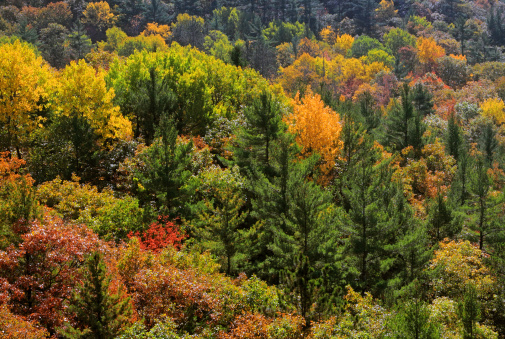 Brilliant fall color in mixed forest in Northern Ontario