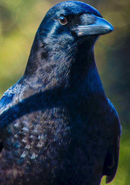 istock A large black bird lands on the deck 1850939494
