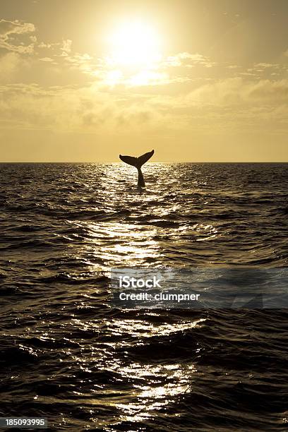 Buckelwal Tail Bei Sonnenuntergang Stockfoto und mehr Bilder von Wal - Wal, Walbeobachtung, Hawaii - Inselgruppe