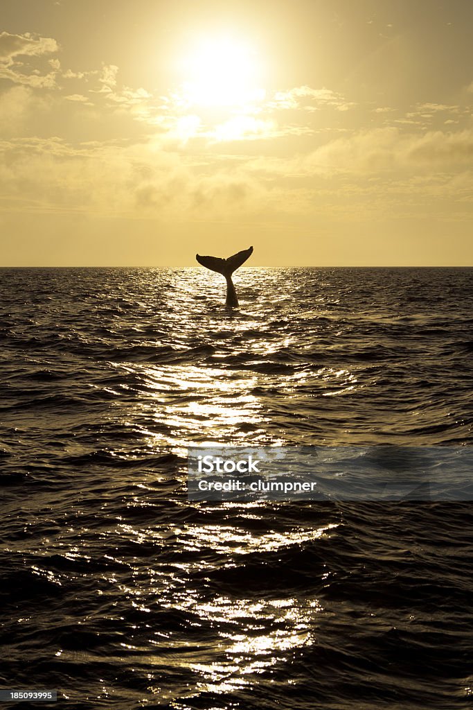 Ballena jorobada cola en puesta de sol - Foto de stock de Ballena libre de derechos