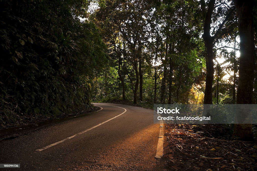 Camino forestal - Foto de stock de Aire libre libre de derechos
