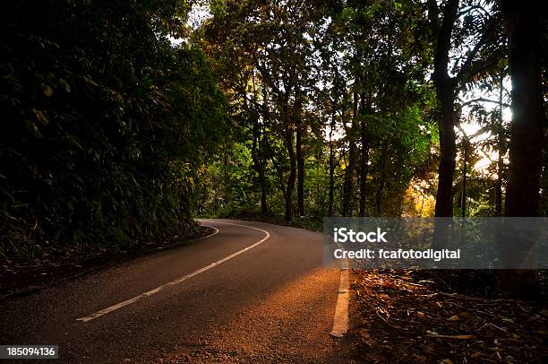 Camino Forestal Foto de stock y más banco de imágenes de Aire libre - Aire libre, Belleza de la naturaleza, Borde de la carretera