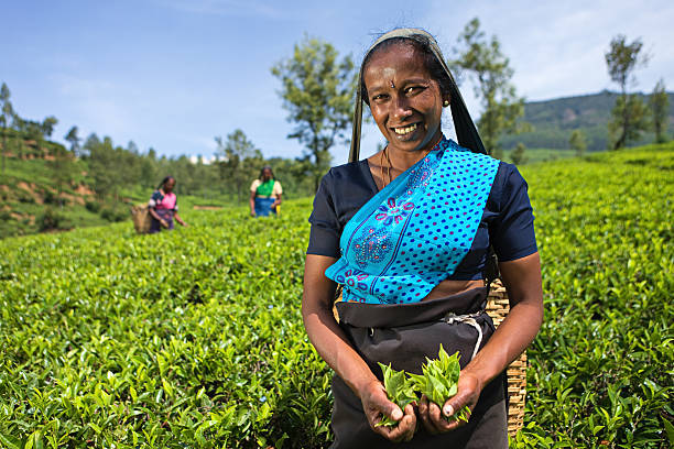 istock Tamil pickers plucking tea leaves on plantation 185094214