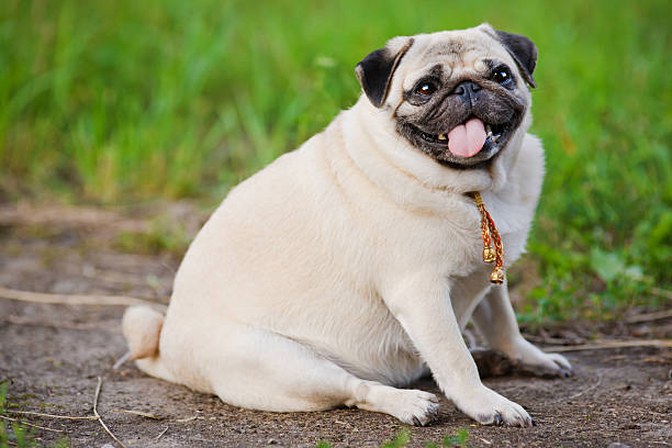 pouca gordura pug sentado no passeio no parque de verão - overweight imagens e fotografias de stock