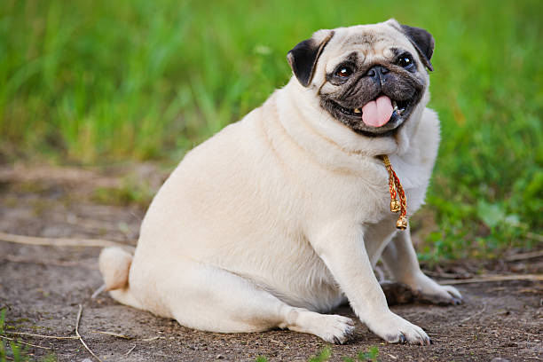 маленький толстая мопс, сидящая на тротуар в летний парк - animal sitting brown dog стоковые фото и изображения