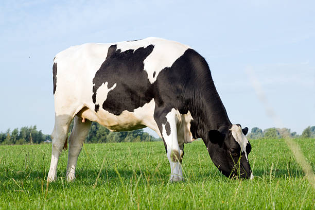 istock Single cow standing alone in a field of grass 185094365