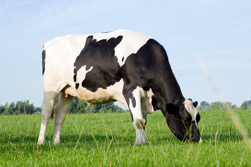 Cow in field, side view. (The Netherlands)