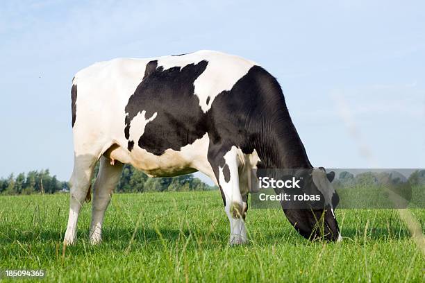 Vaca Em Campo - Fotografias de stock e mais imagens de Gado doméstico - Gado doméstico, Vaca, Países Baixos