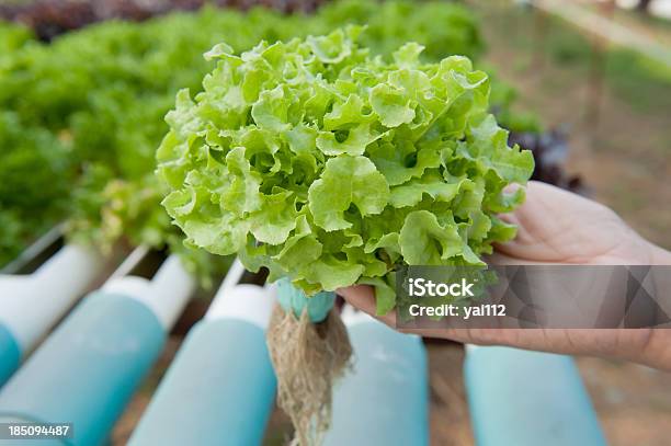 Idroponica Verdura - Fotografie stock e altre immagini di Agricoltura - Agricoltura, Aiuola, Alimentazione sana