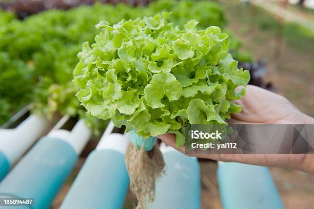 水栽培野菜 - オーガニックのストックフォトや画像を多数ご用意 - オーガニック, グリーンハウス, サラダ