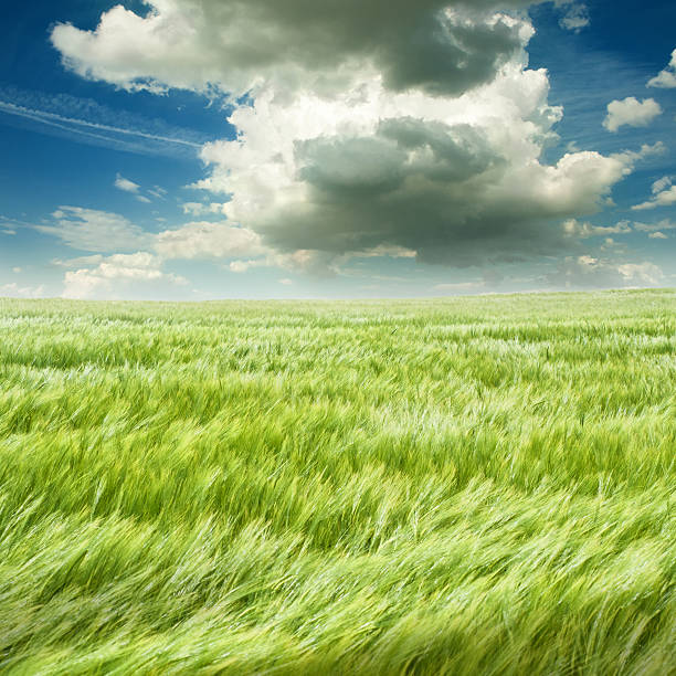 summer scene - young barley field in storm with thunder clouds