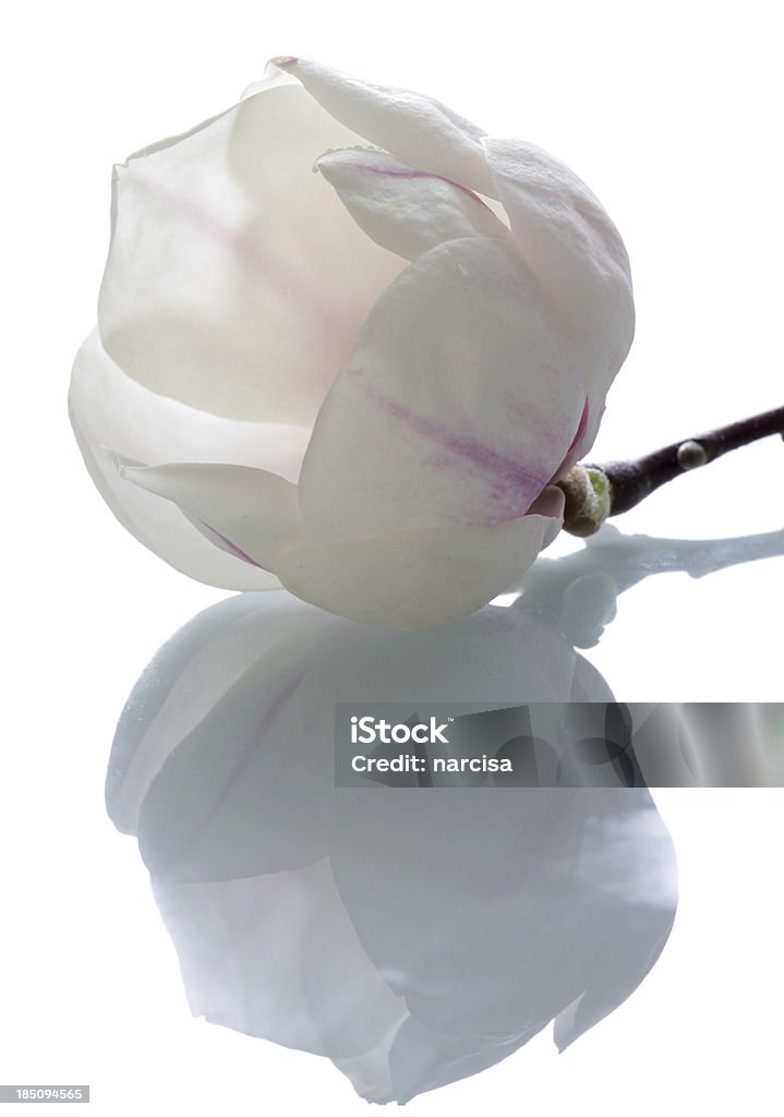 Magnifique magnolia avec réflexion isolé - Photo de Blanc libre de droits